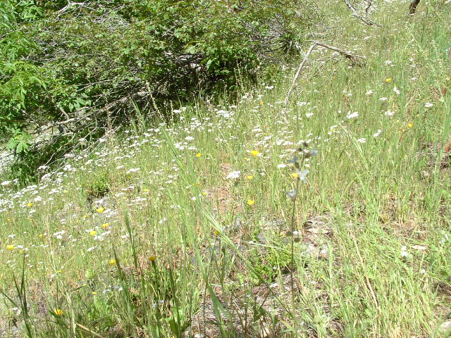 clarksgulch2011014.jpg