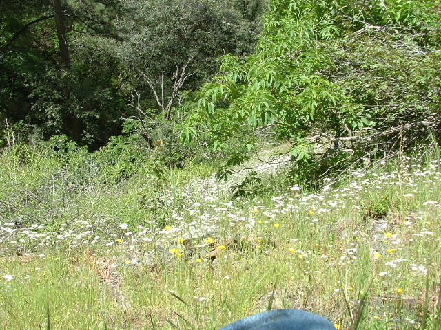 clarksgulch2011015.jpg