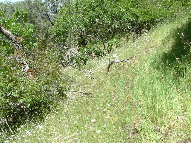 clarksgulch2011016.jpg