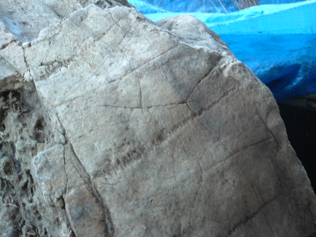 mastadon011.jpg
