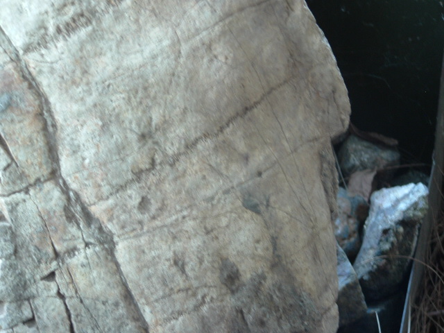mastadon012.jpg