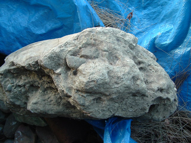 mastadon017.jpg