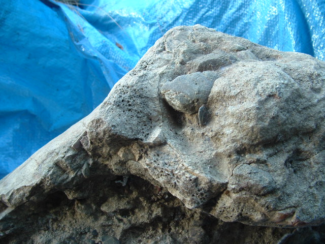 mastadon018.jpg