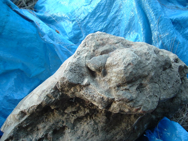 mastadon019.jpg