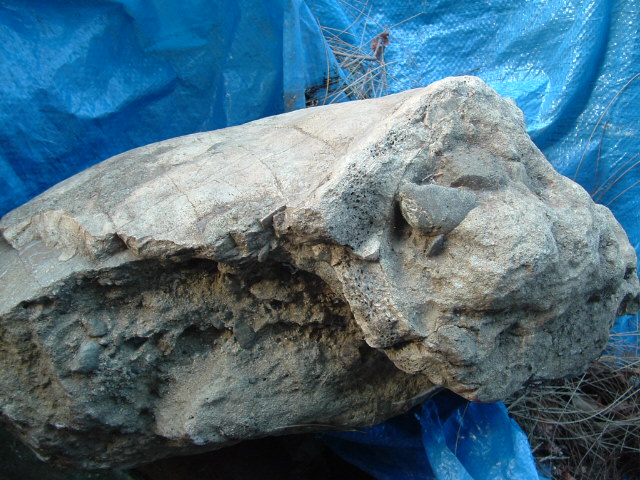 mastadon020.jpg