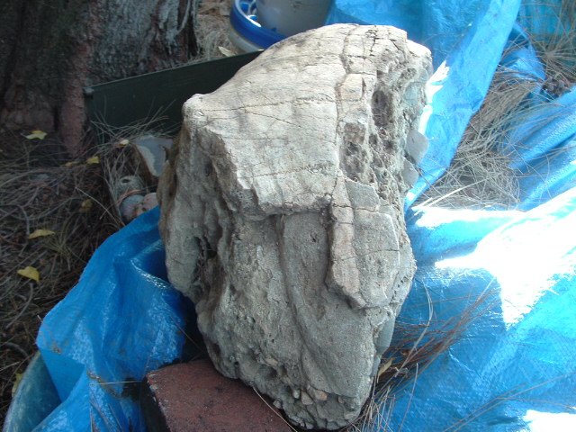 mastadon022.jpg