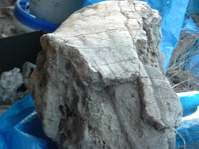 mastadon023.jpg