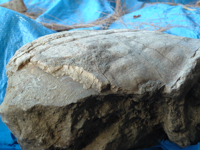 mastadon026.jpg