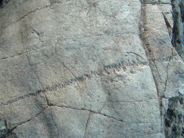 mastadon027.jpg