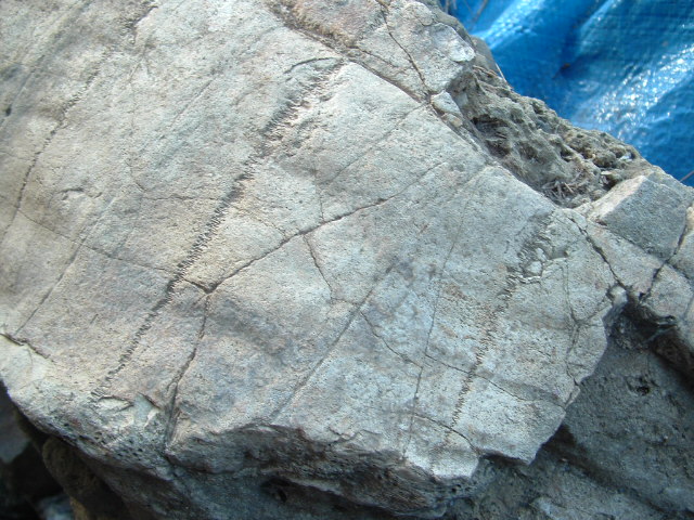 mastadon028.jpg