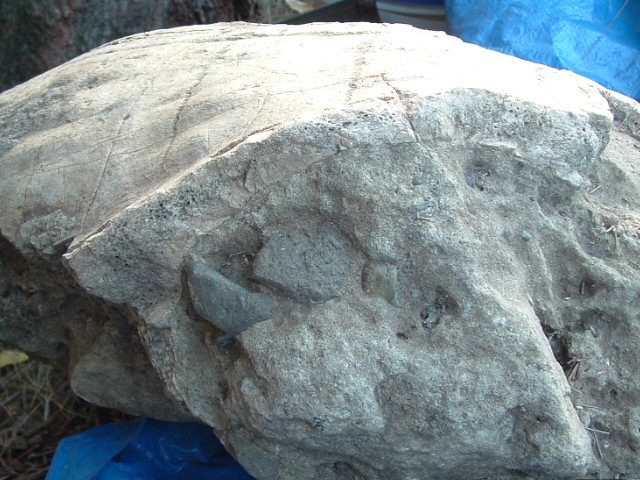 mastadon029.jpg