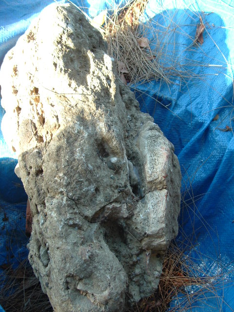 mastadon034.jpg