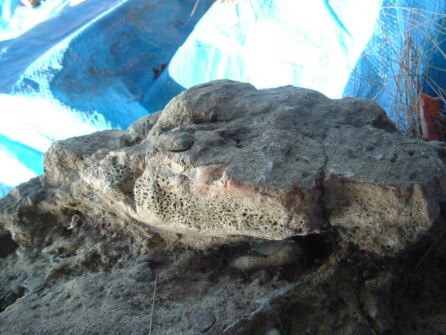 mastadon035.jpg