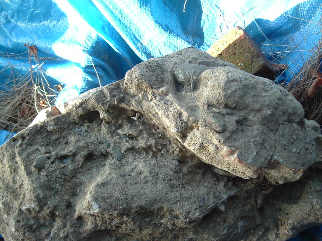 mastadon037.jpg