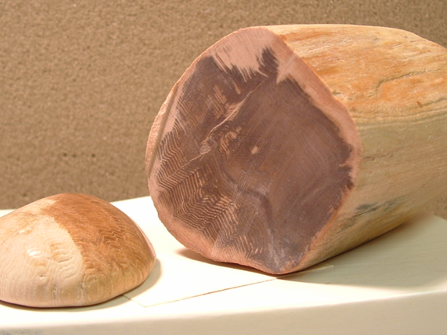 oatcreekcamel022.jpg Petrified Wood